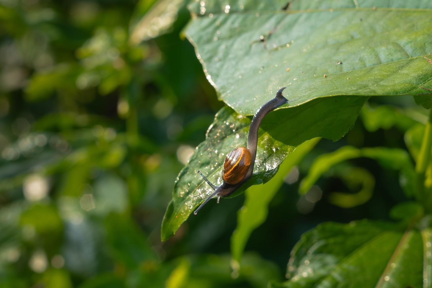 Sliding snail on leaves