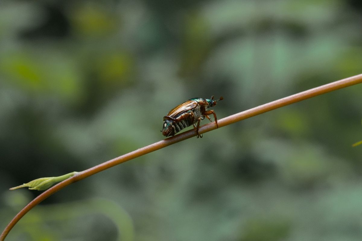 red beetle walking on stem 