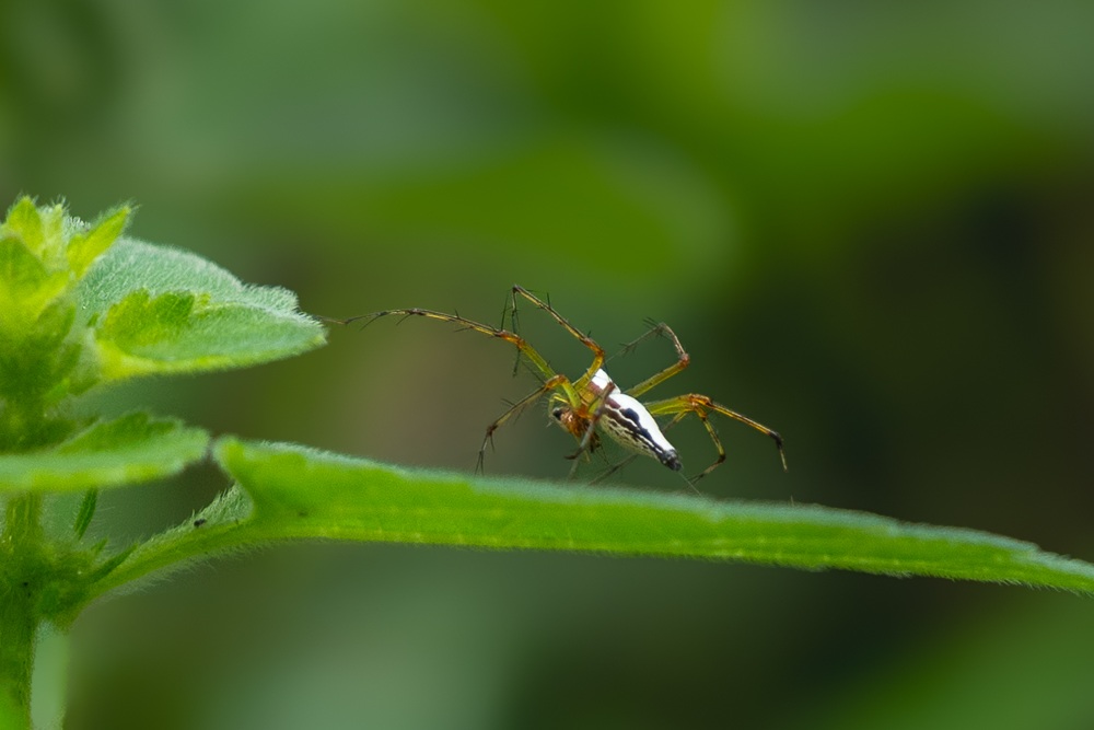 white and black dotted thorn spider. 