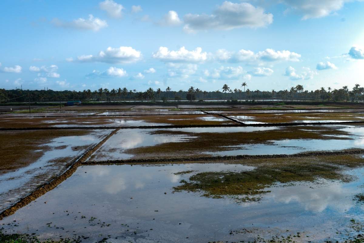 fields with water