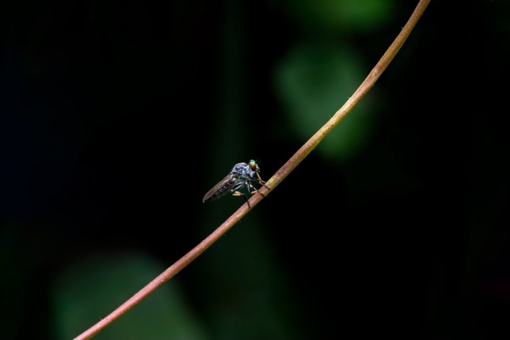  robbery fly sitting on a stem