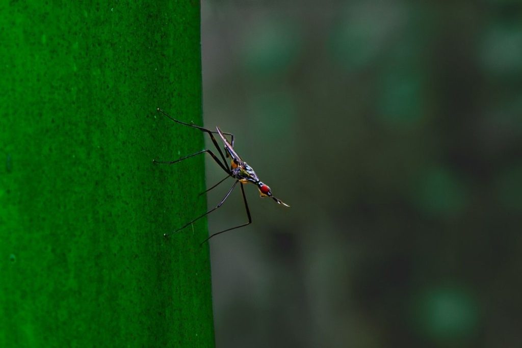 An insect walks on the branch