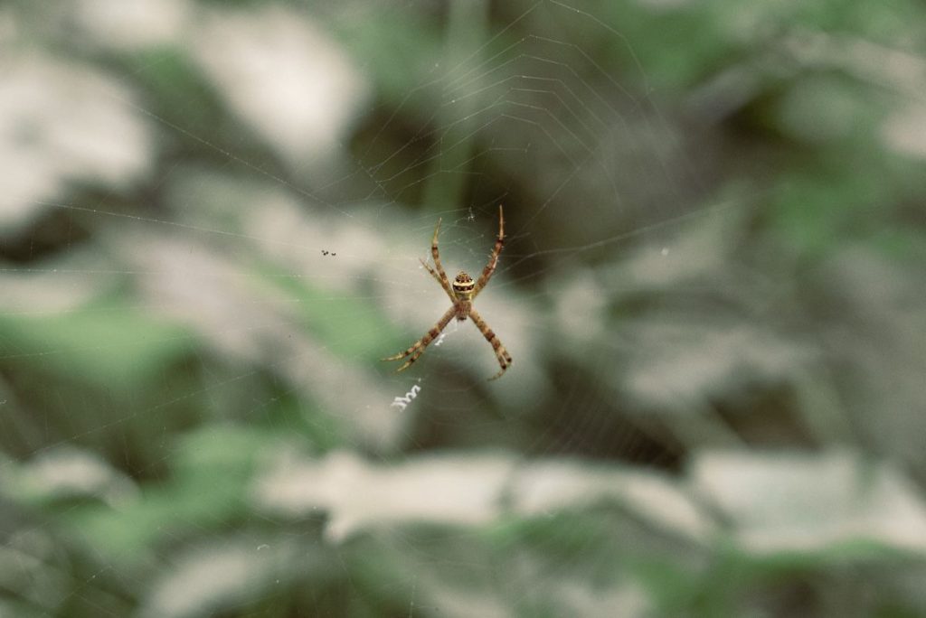 Standrewscross spider on the web