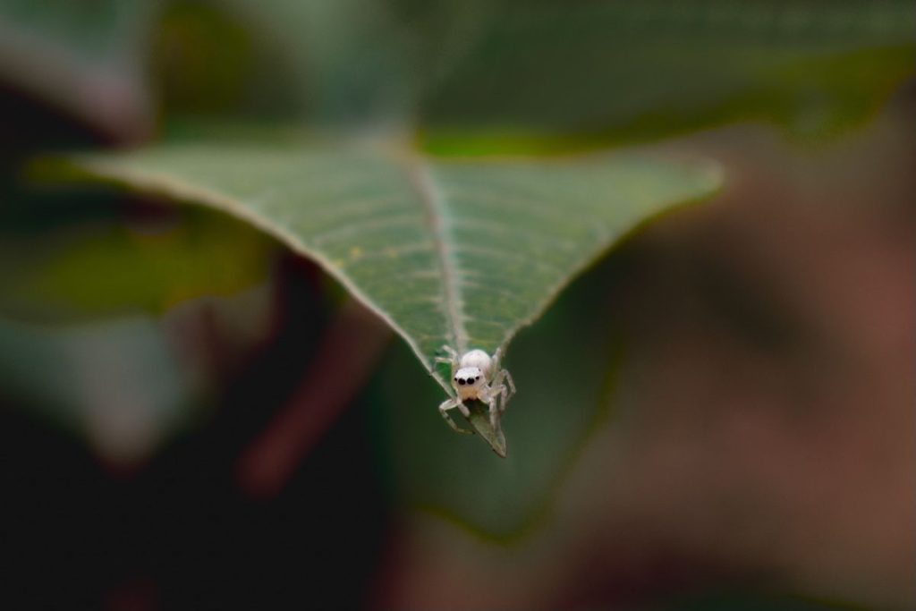 A white spider on a green leaf.