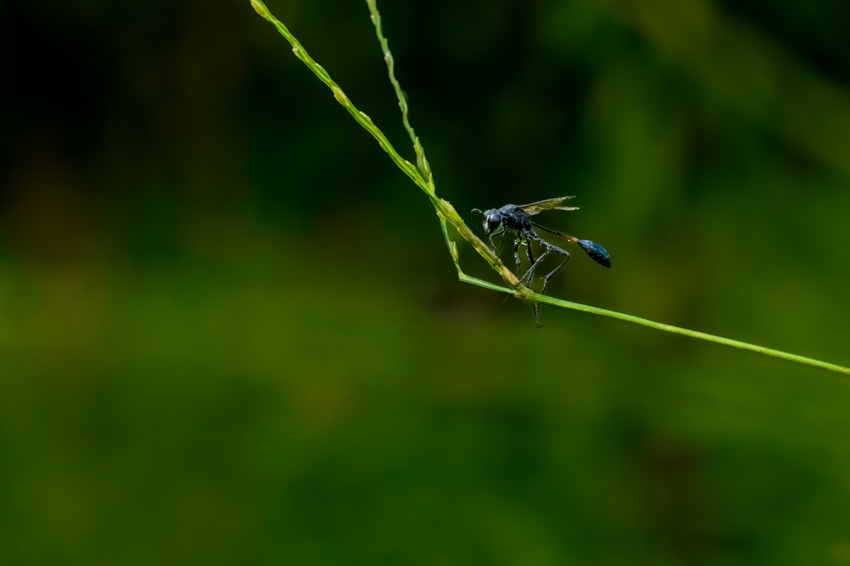 Blue Dragon Fly Sitting on a stem.