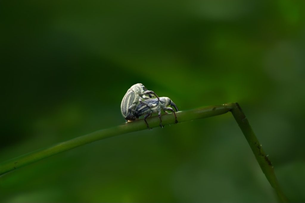 mating of weevil