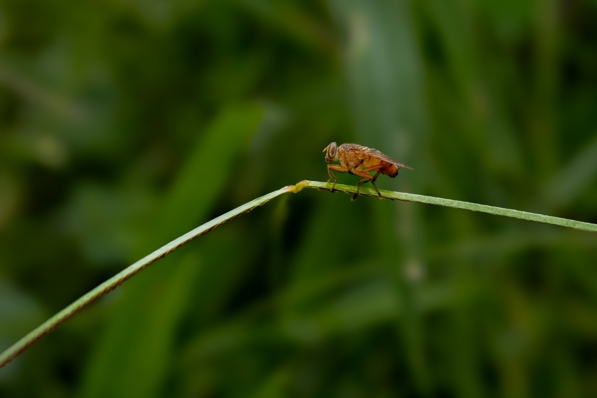 Fly looking out for fruit.