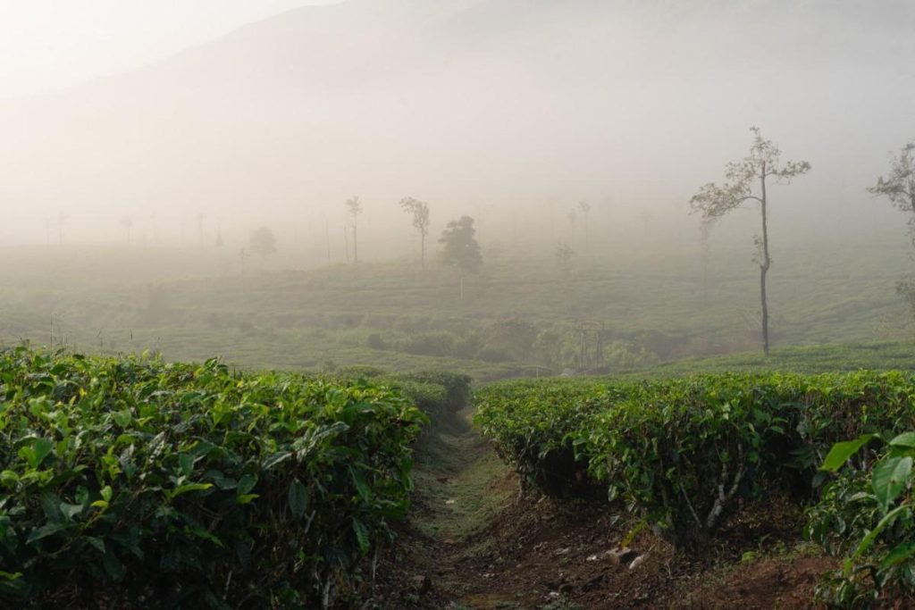 A path through a tea plantation.