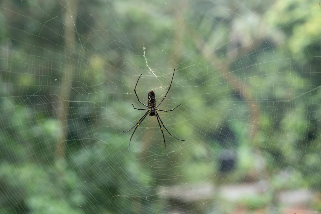 Jungle spider making web.