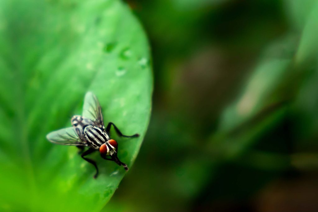 House fly sitting on a green leaf 