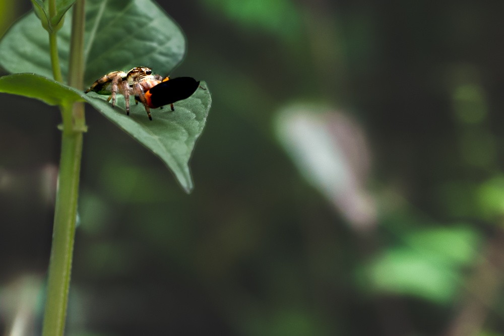 hunter spider kill the tiny part of insect