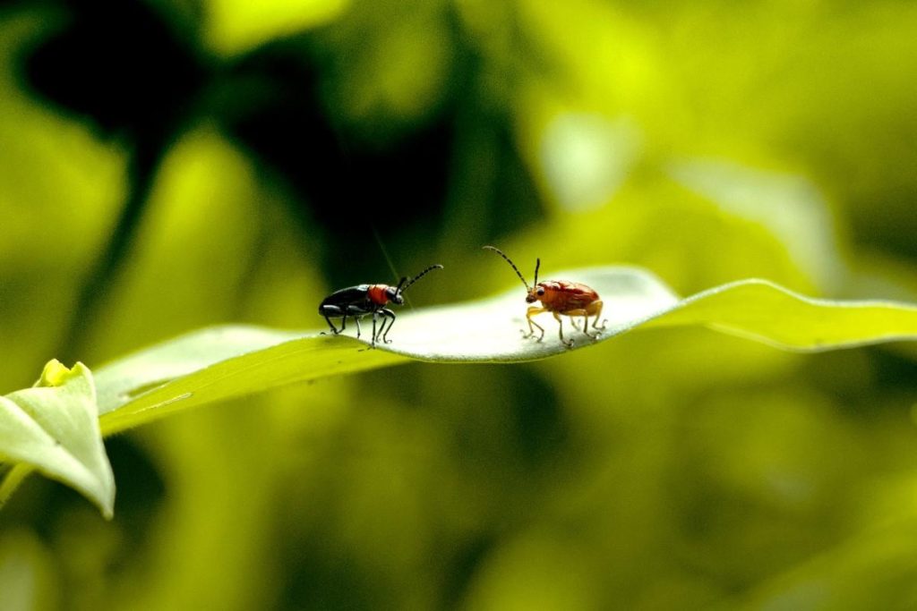 Two bugs facing each other.