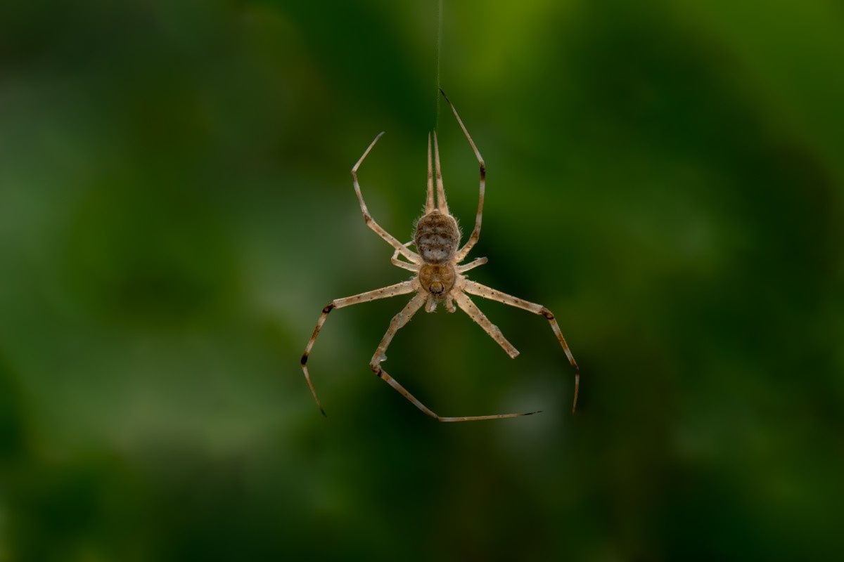 A two-tailed spider hanging on tight.