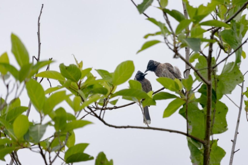 Two birds on a branch forming a bond.