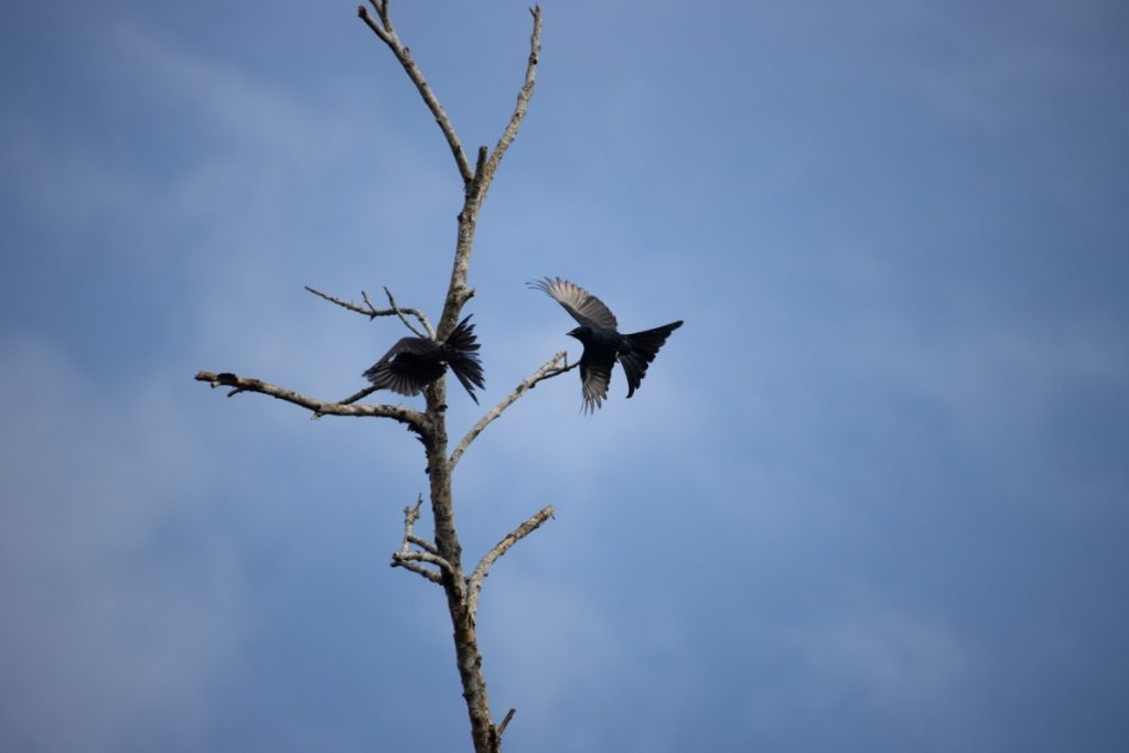 Two birds mid-air playfully chasing near branches