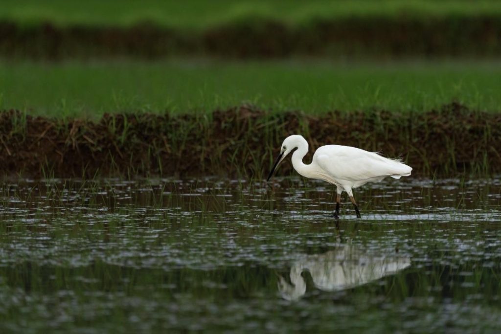 White bird hunting in a lush paddy field.