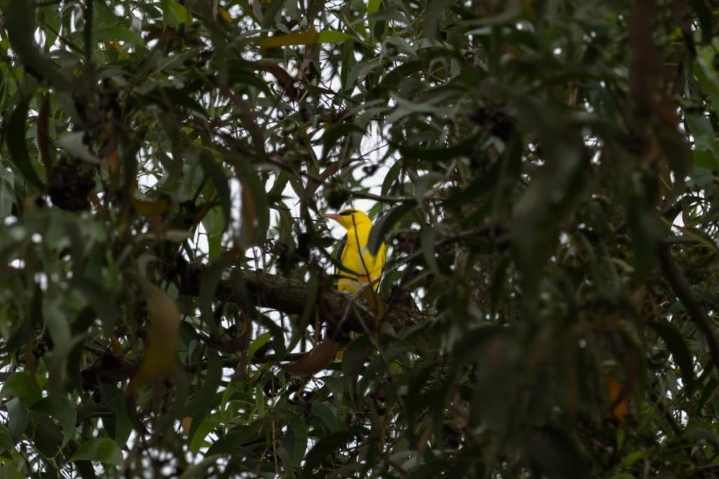 A yellow bird hidden among branches.