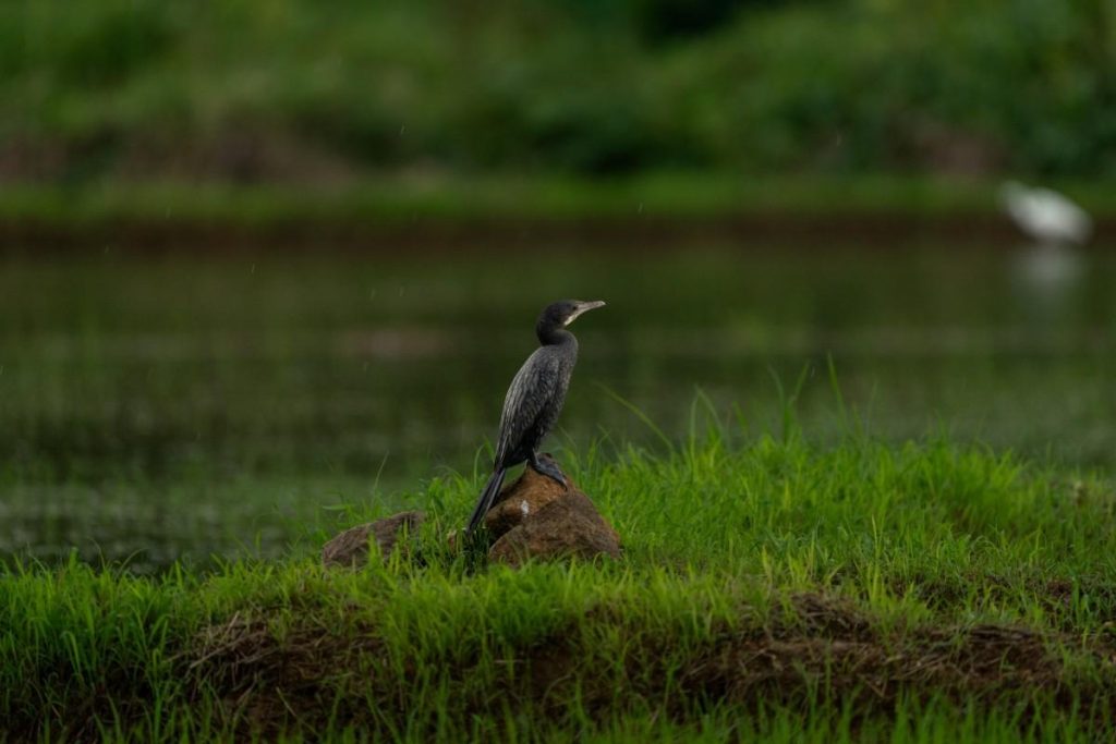 Black bird perched on brown rock in rain.