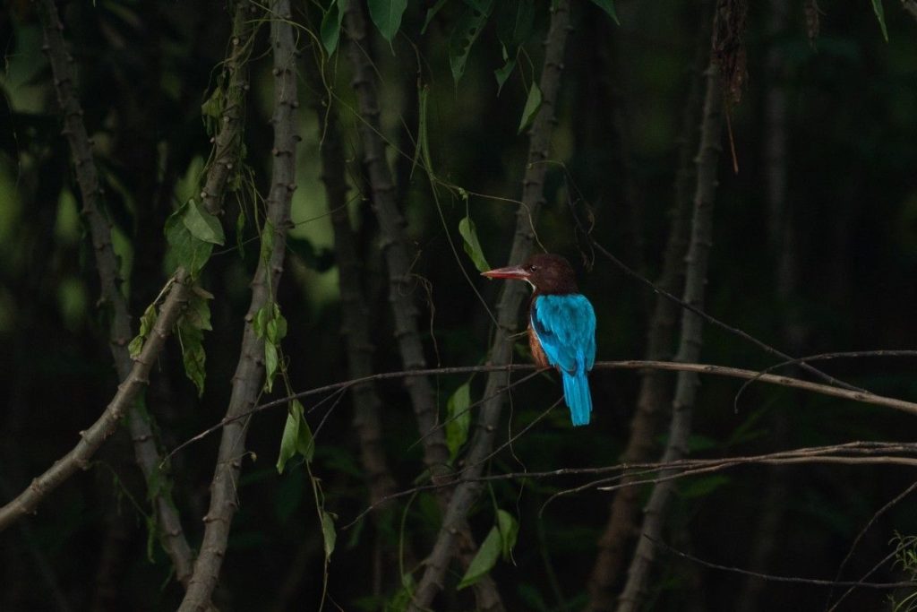 White throated Kingfisher with blue and brown feathers.