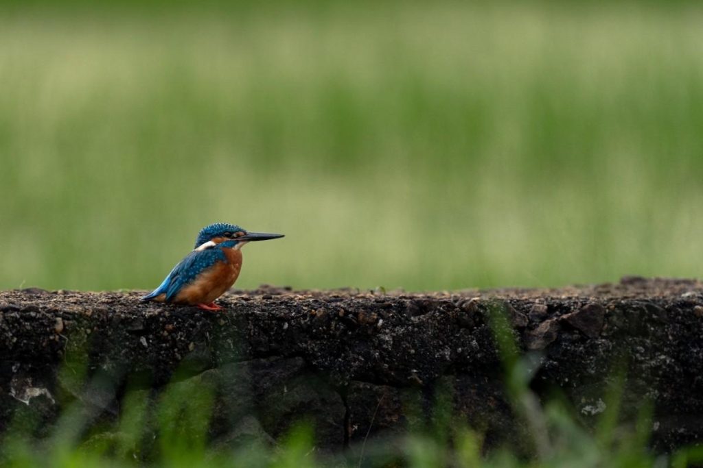 Kingfisher on a wall in paddy fields.