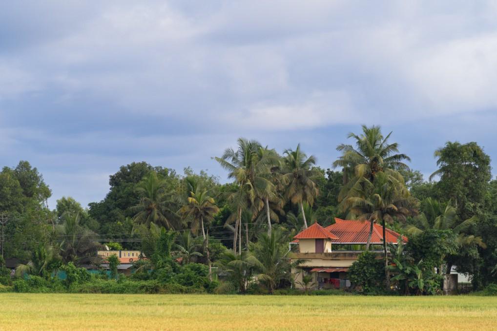 a house in between trees and paddy field.