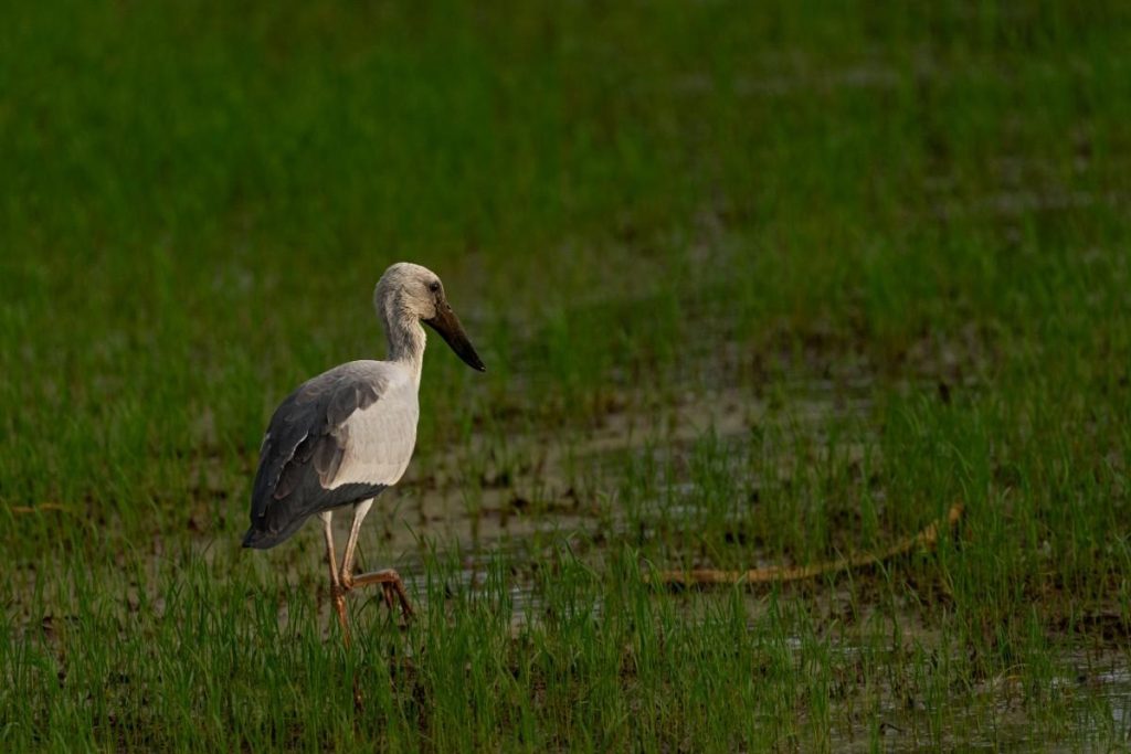 Asian openbill wading through lush green paddy.