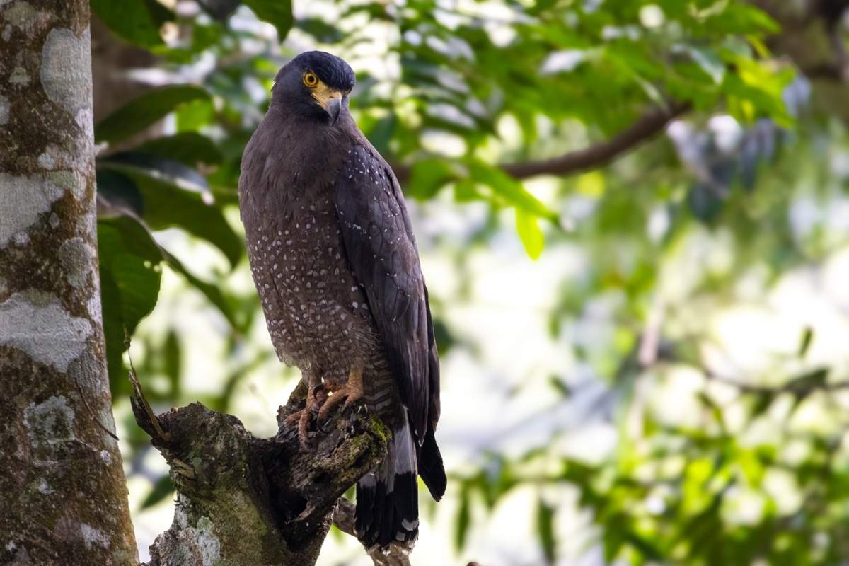 crested-serpent-eagle-nelliyampathi-palakkad-john-thomas-creative-hut-mattakkara.