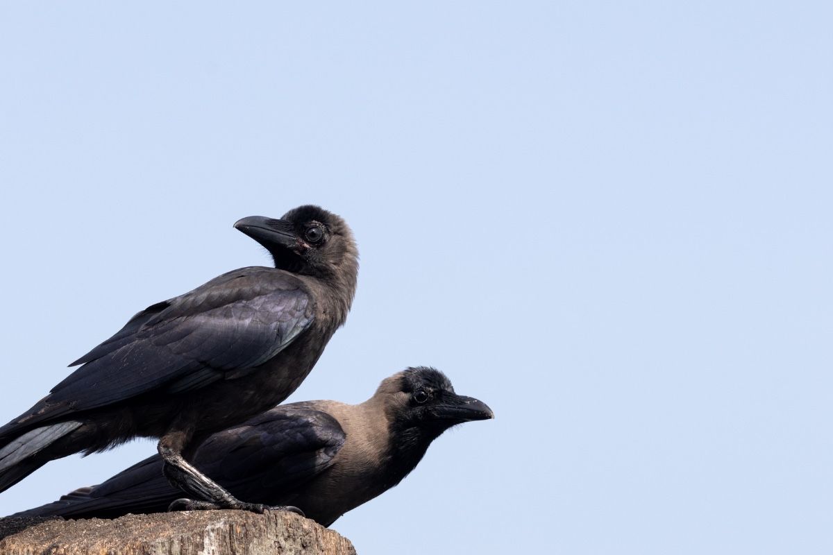 crow-puthenthodu-john-thomas-angamaly-creative-hut