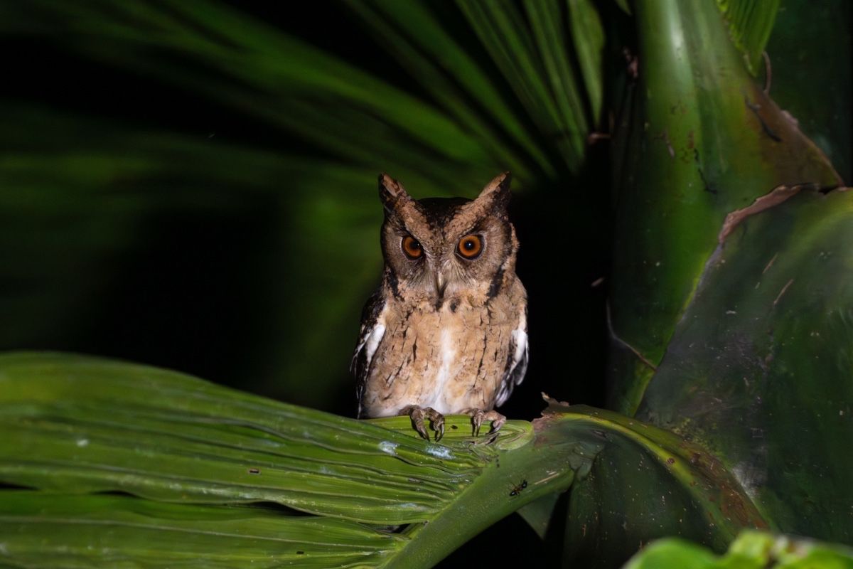 indian-scops-owl-mattakkara-john-thomas-angamaly-creative-hut.