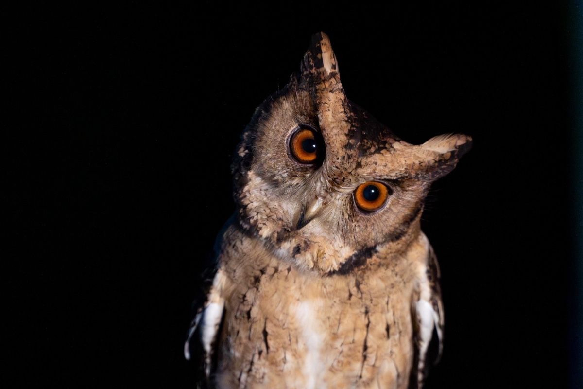 indian-scops-owl-mattakkara-john-thomas-creative-hut-mattakkara-kottayam.