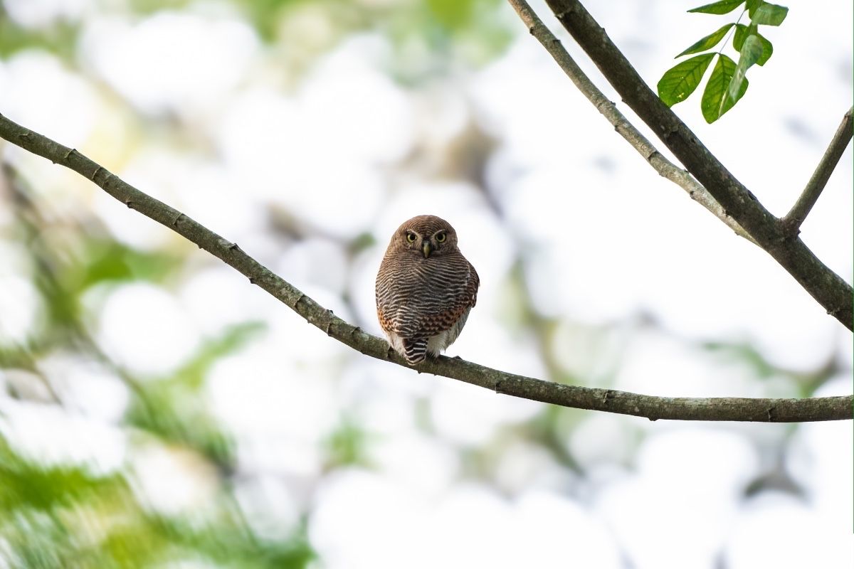 
jungle-owl-chimmony-forest-john-thomas-creative-hut-mattakkara