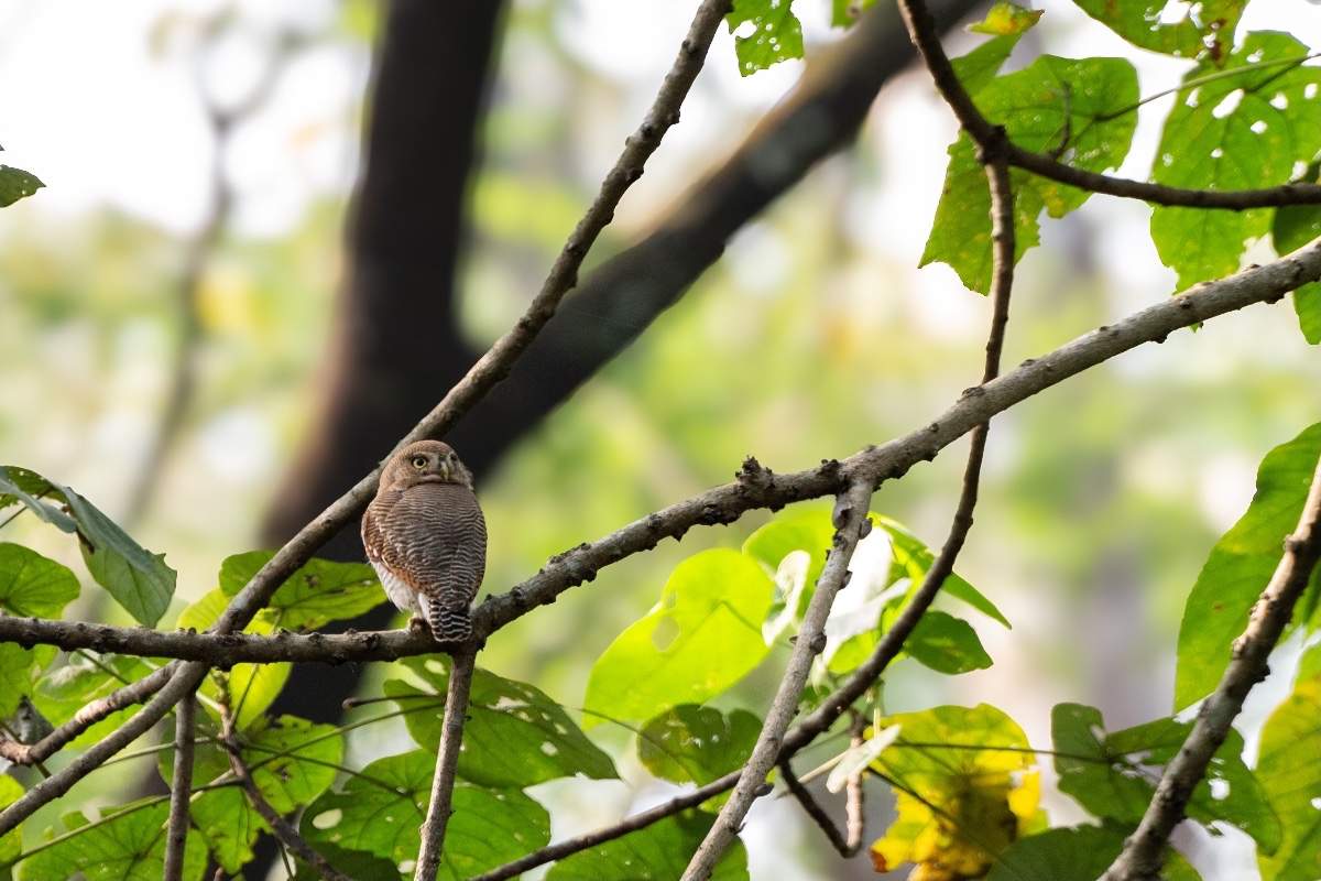 jungle-owl-chimmony-wildlife-sanctuary-john-thomas-angamaly-creative-hut.j