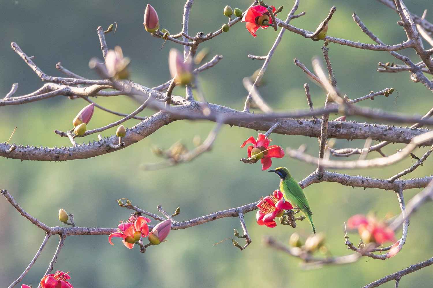 A leaf bird sitting on the flower