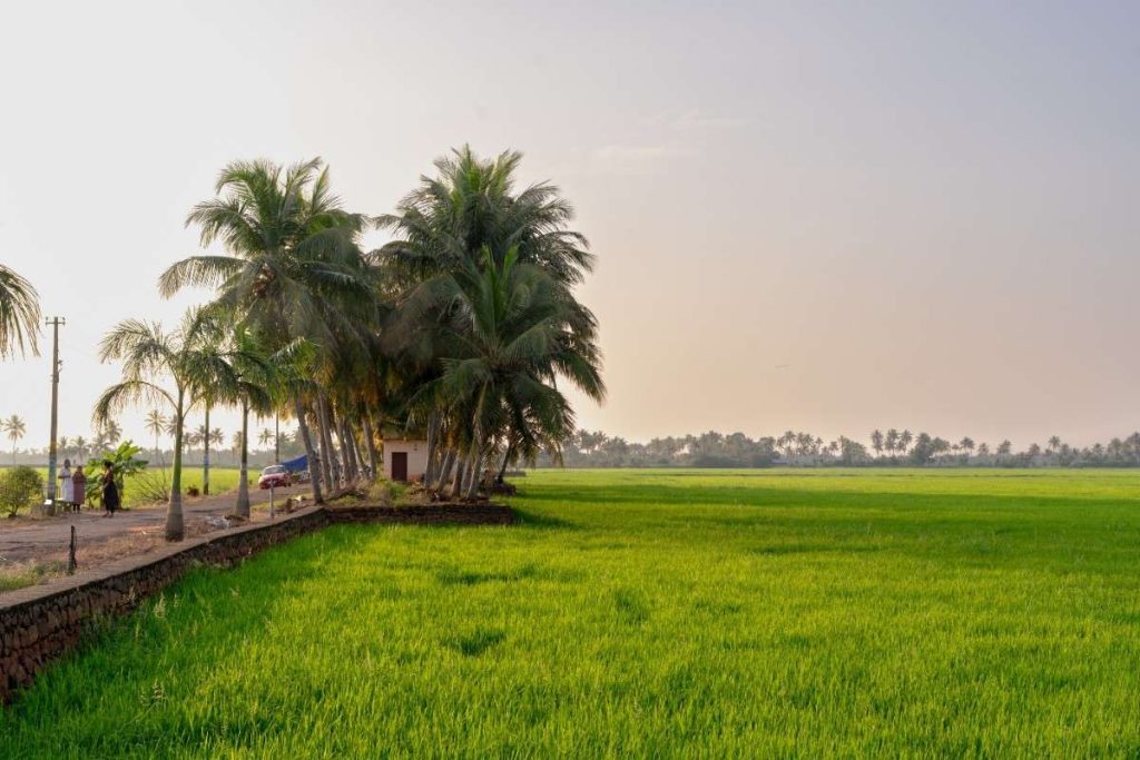 A small house near Paddy field.