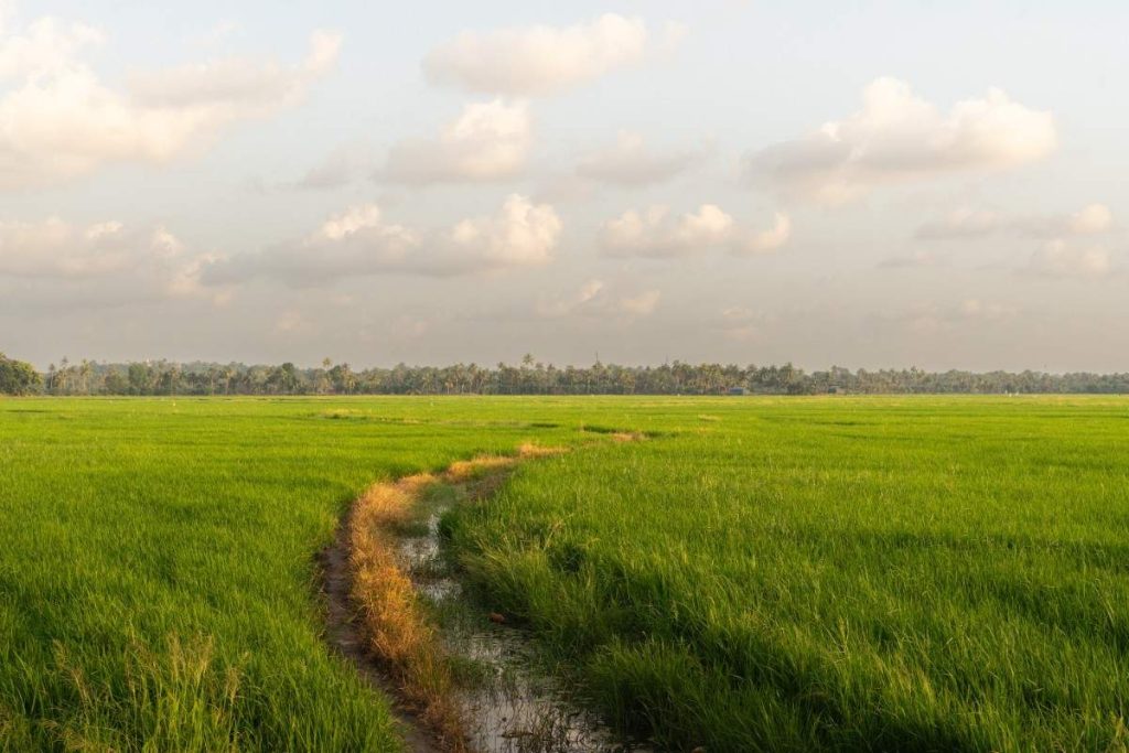 Pathway between the paddy.