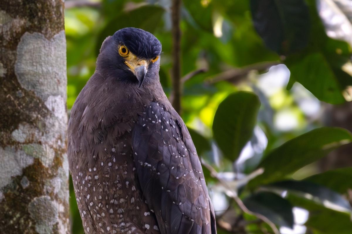 serpent-eagle-nelliyampathy-hills