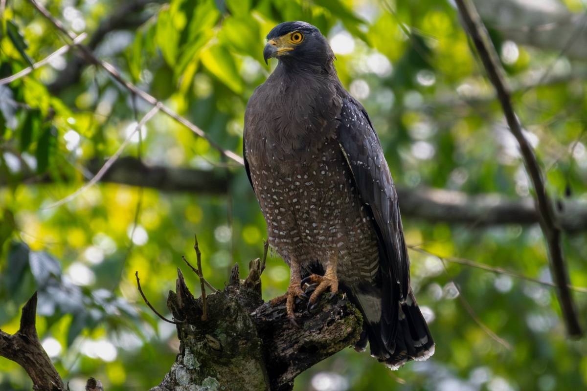 serpent-eagle-photograph-nelliyampathi-hills-john-thomas-creative-hut.