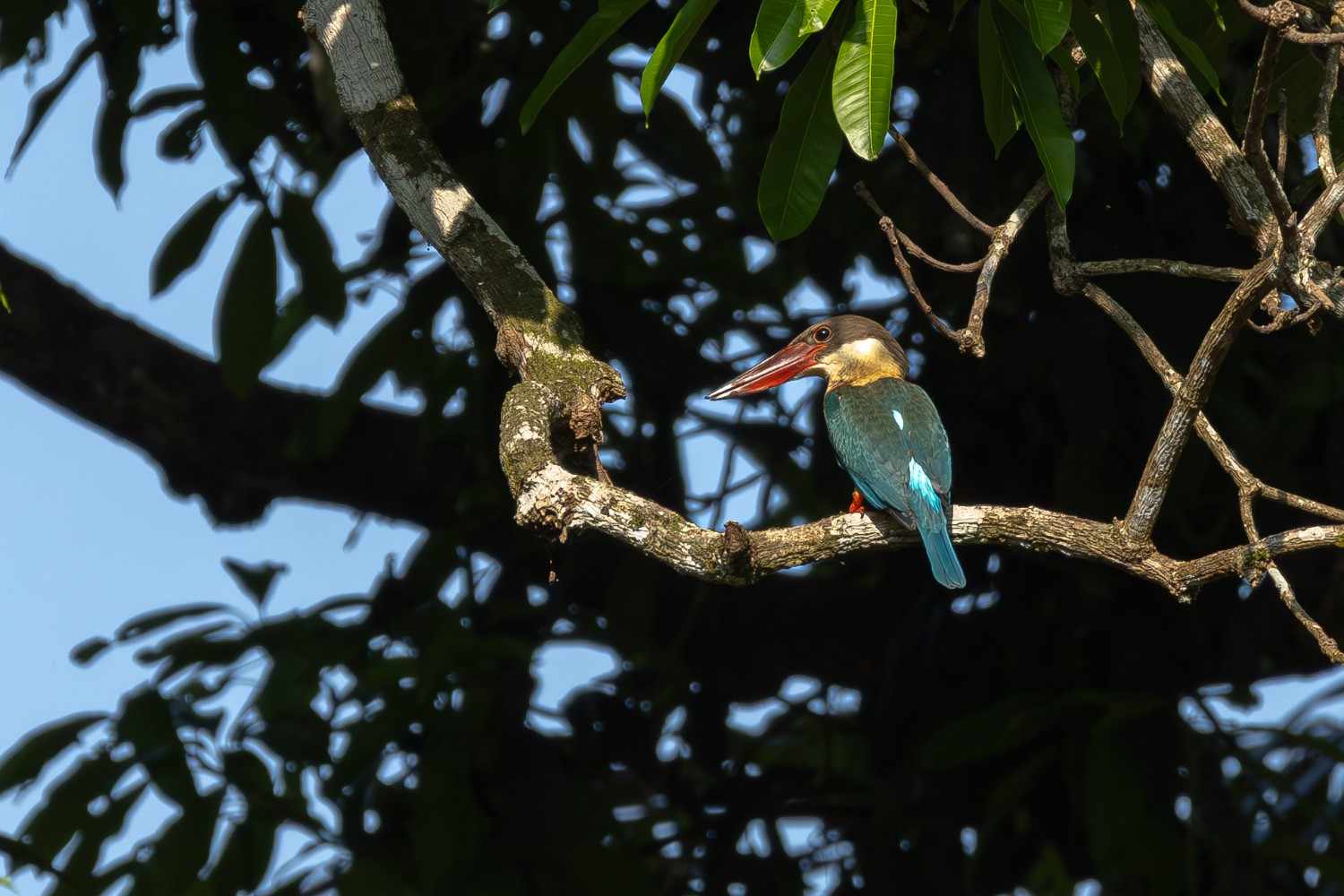 A stork billed kingfisher sitting on the branch