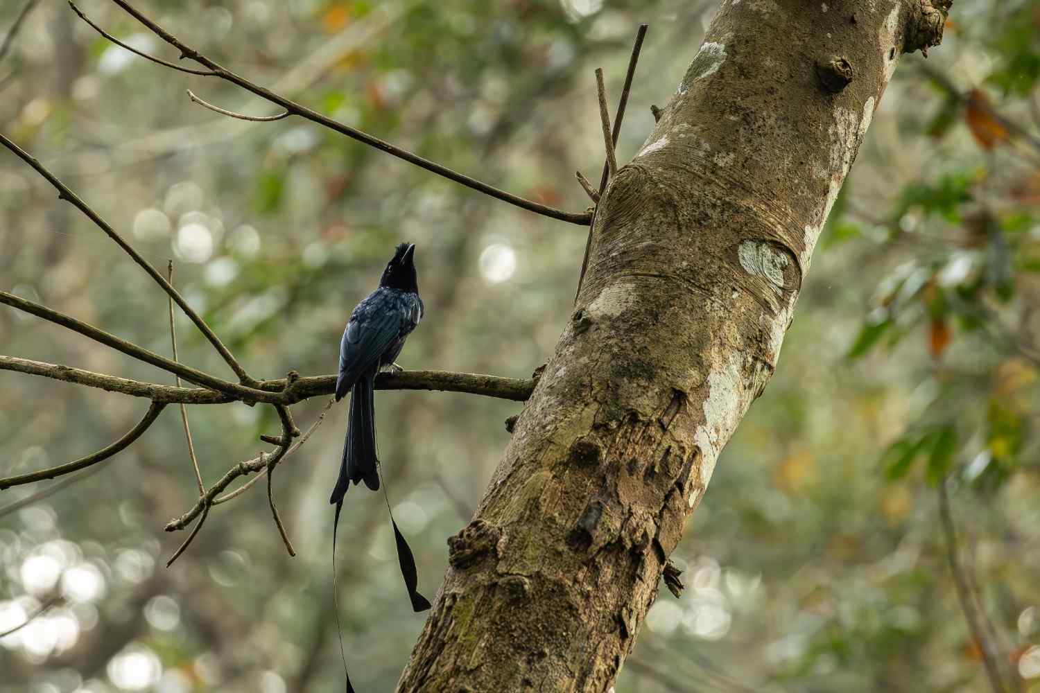 A racial drongo sitting on the branch