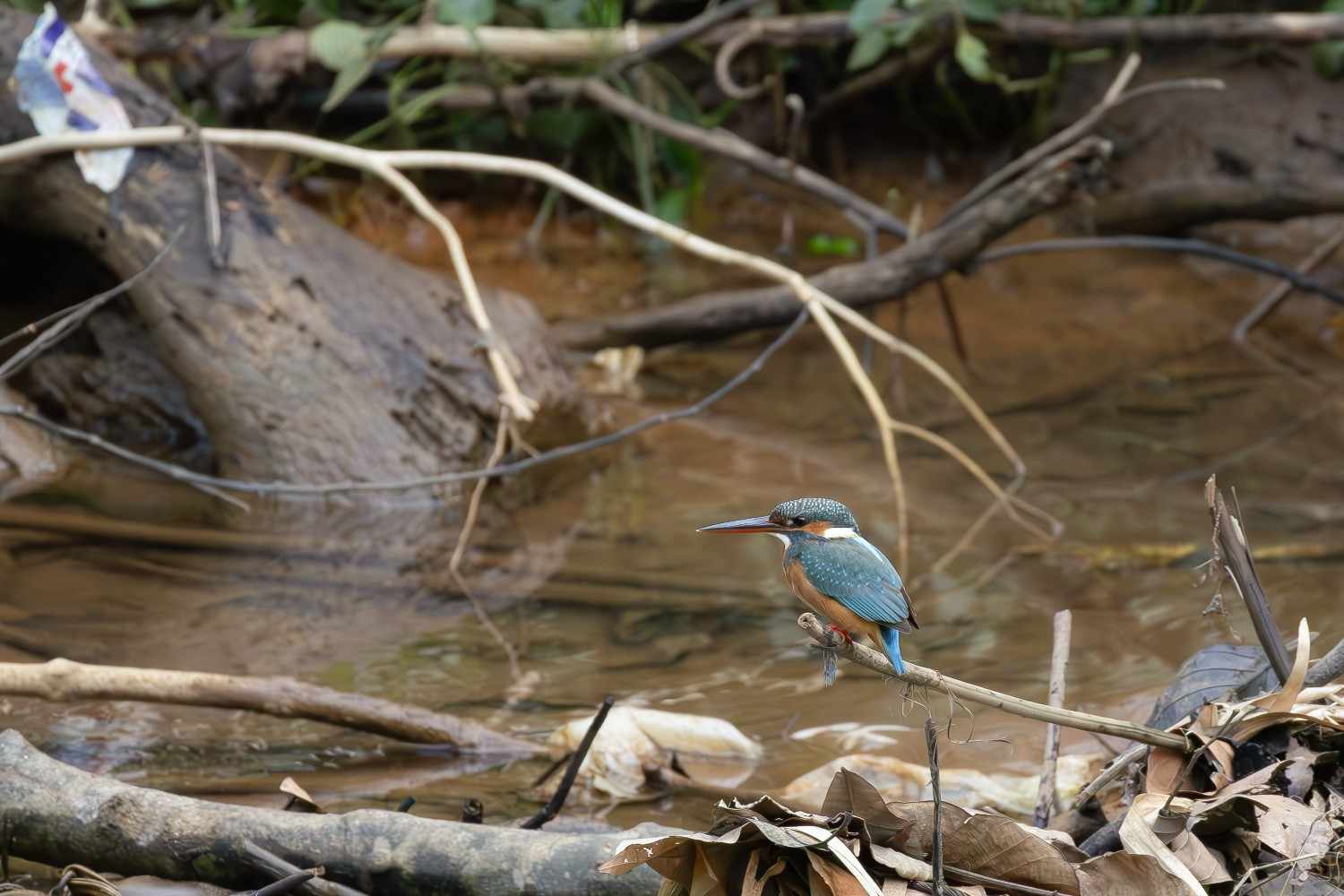 A kingfisher sitting on the stick