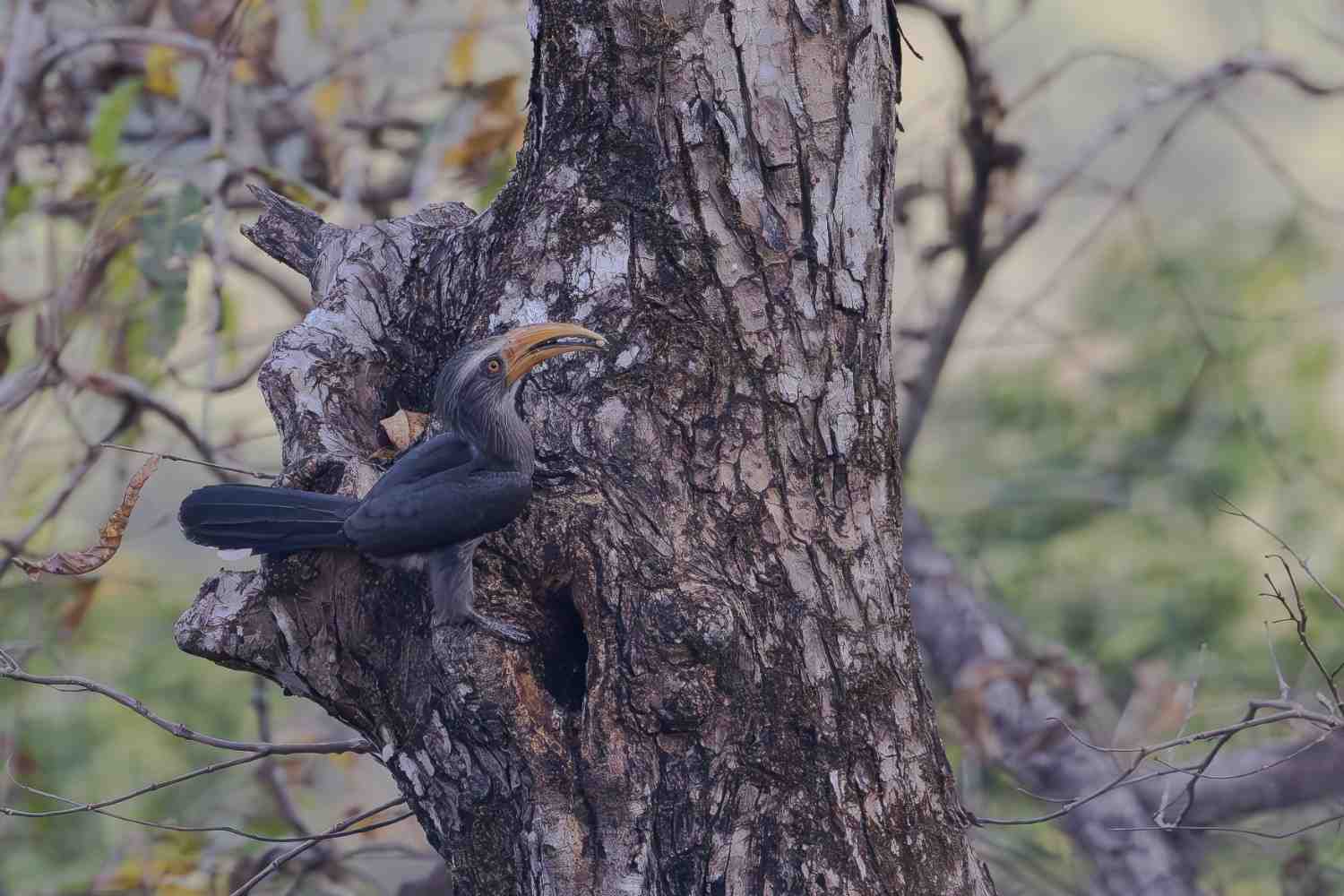 malabar grey hornbill sitting on the treer