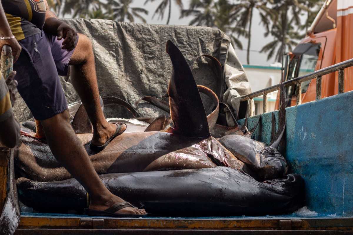 Loading the defeated sharks on the truck