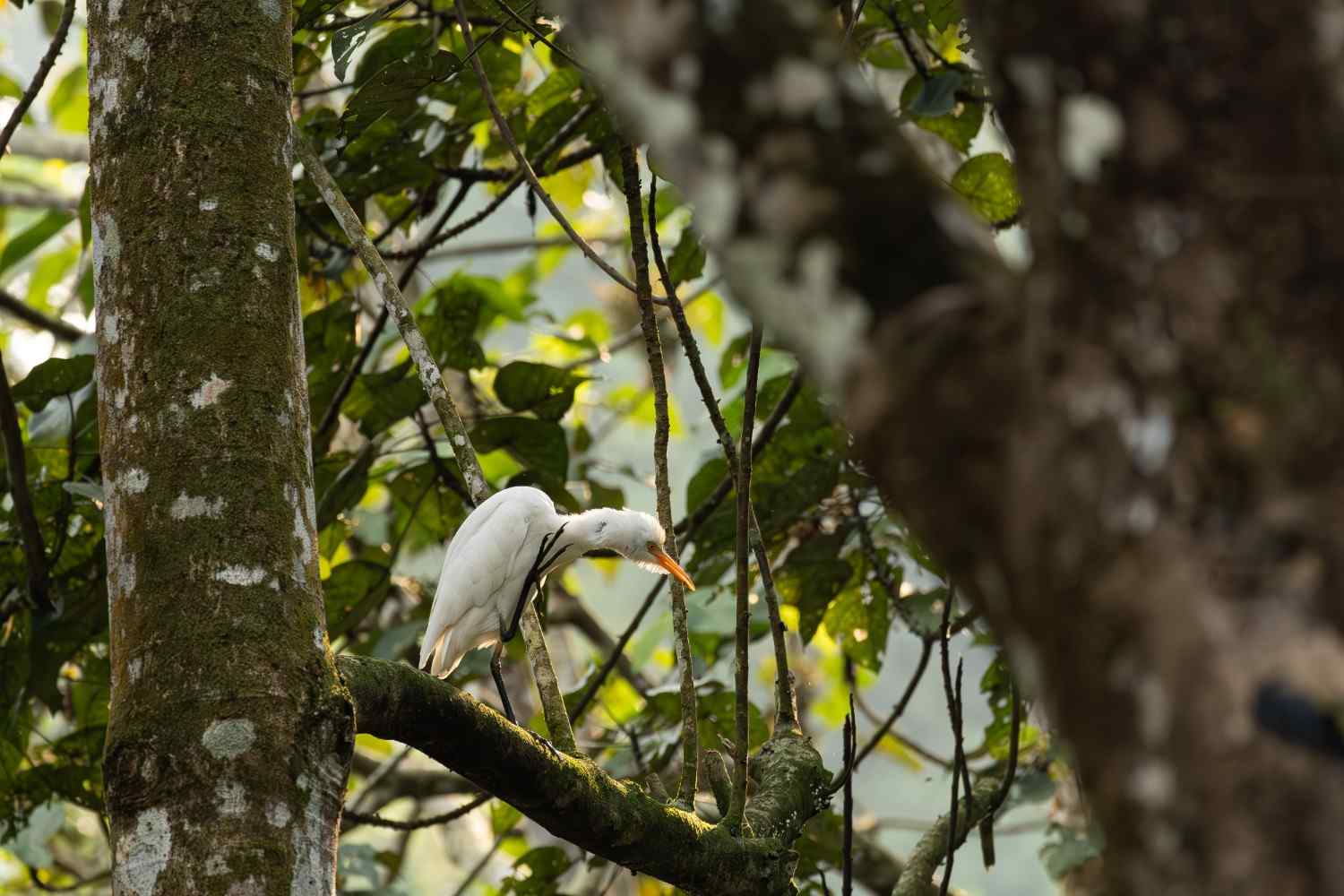 A egret sitting on the branch and cleaning the body