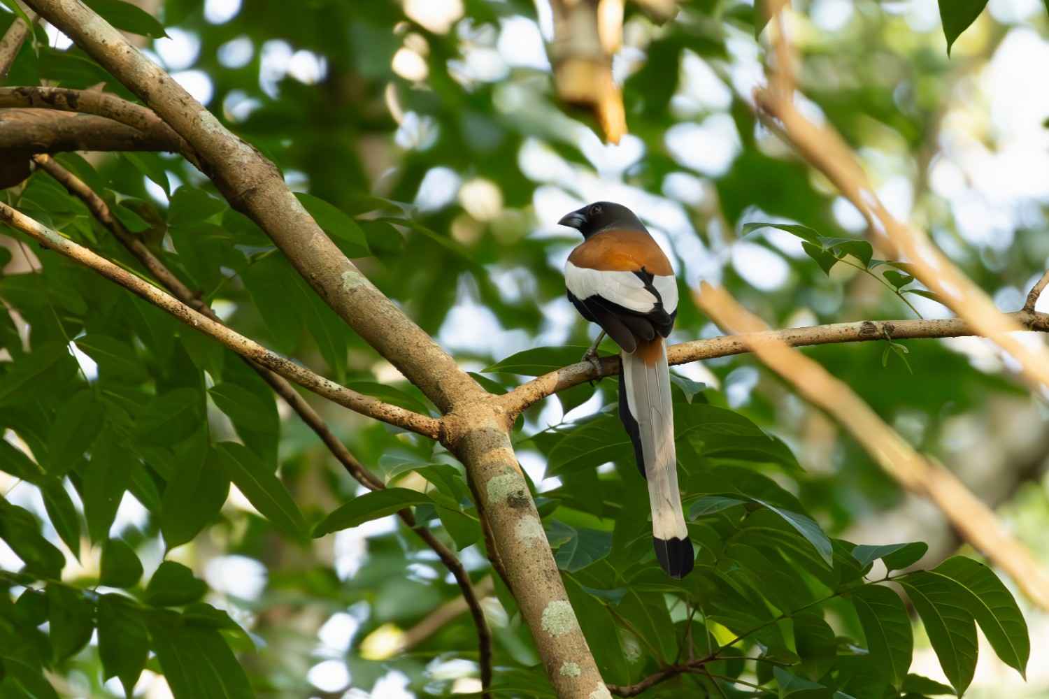 A Rufous treepie sitting on the branch