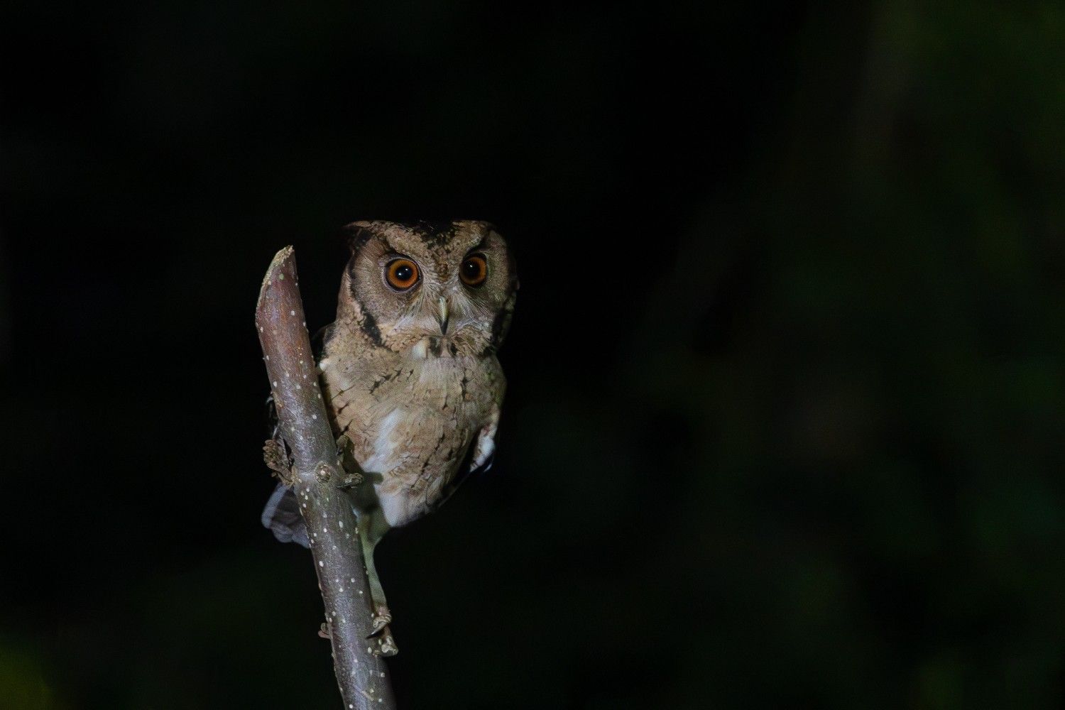 indian scops owl hold on the stick