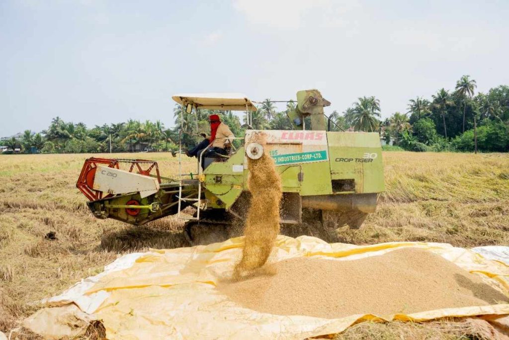 Harvest Time A farmer operates a CLAAS harvester, pouring rice onto a tarp.