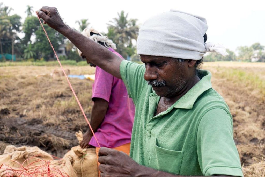 Paddy Harvesting A farmer tying a sack in a harvested paddy field