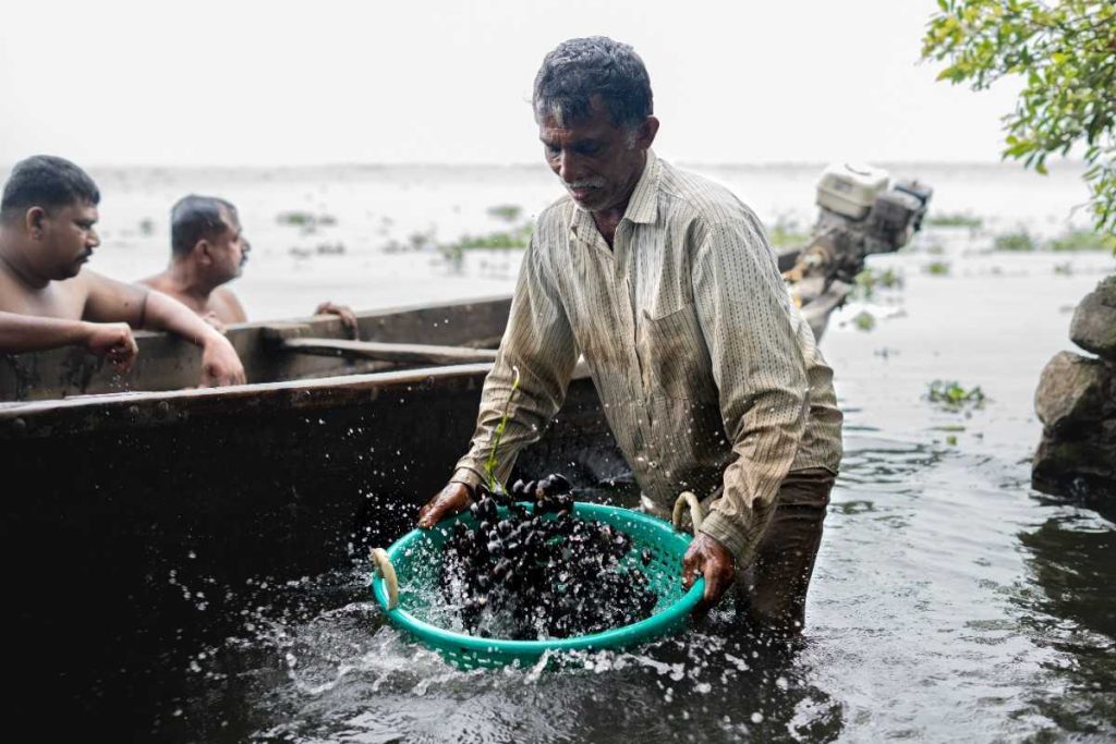 Toil A man washes freshly collected shellfish.