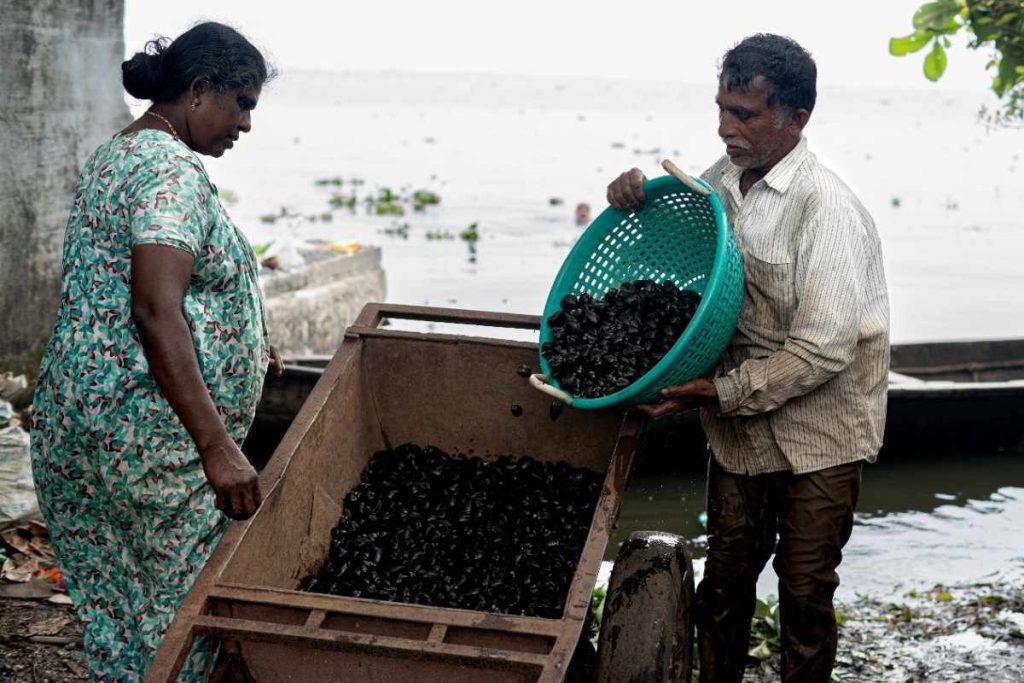 Hard Work Man pouring clams into a cart.