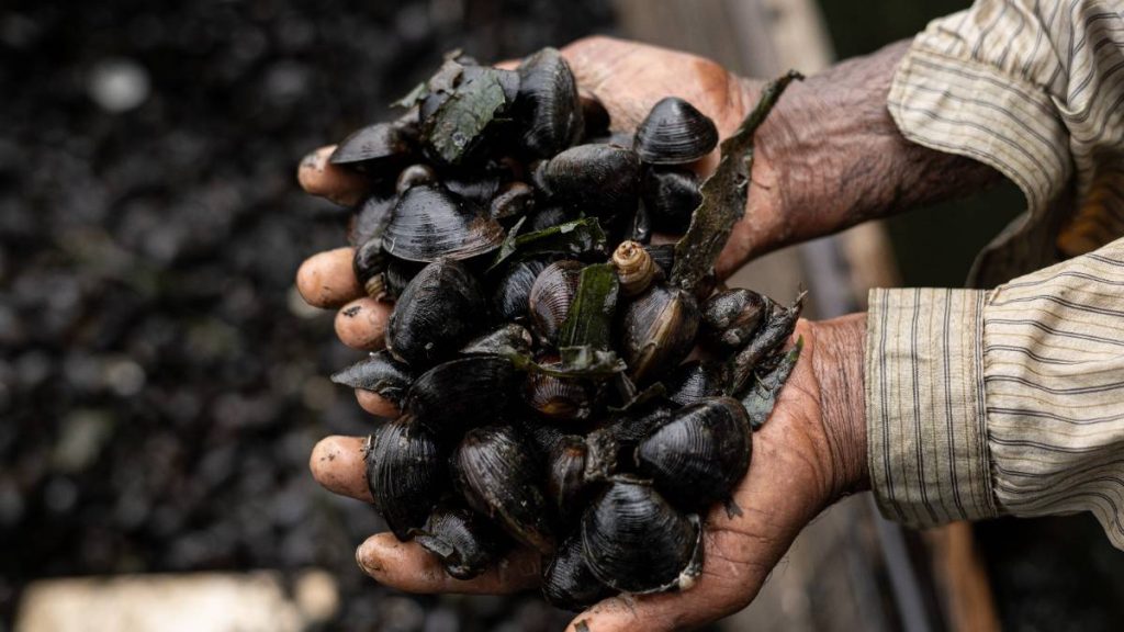 Gentle Touch Hands holding freshly harvested oysters.